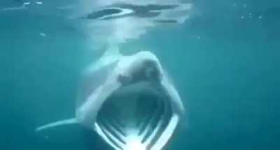 SharkPog Remove KomodoHype