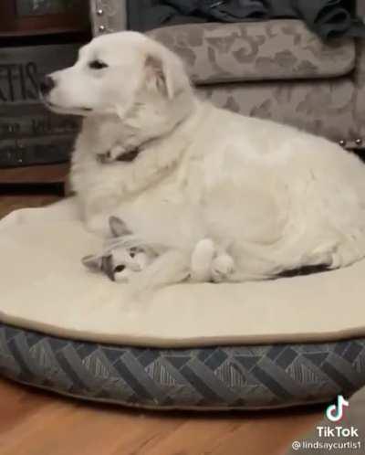 DoG WWE slaMs cAt iNtO A bEd frAmE