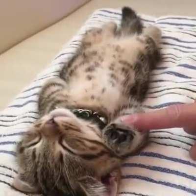 Asleep kitten is asleep