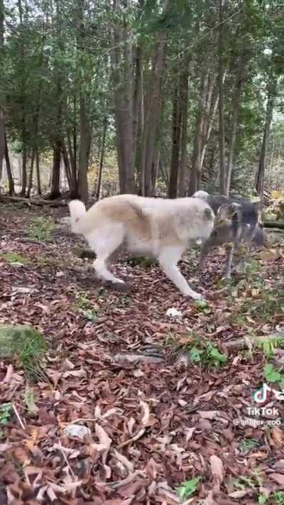Just four big wolves being big wolves 