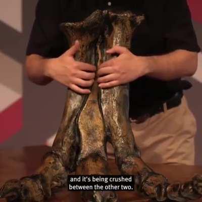 Tyrannosaurus Rex's feet and what that means for you.