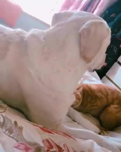 Dog and cat friendship