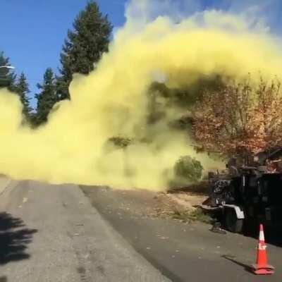 The amount of pollen from this tree