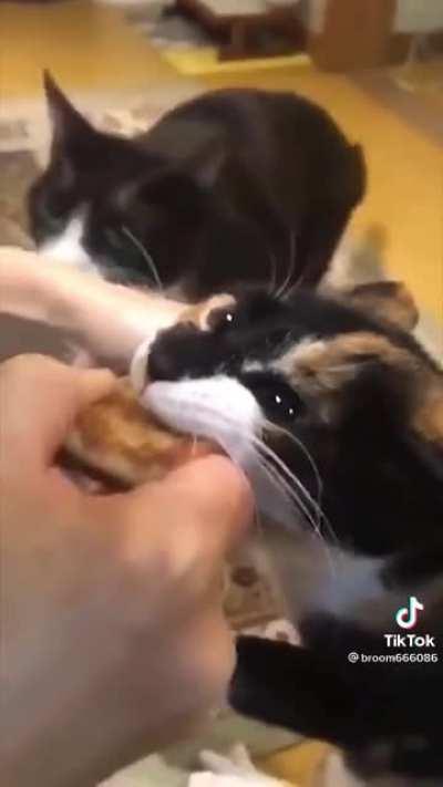 Dylan sin querer dejar ir la monetizacion