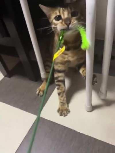 This is how my cat does it!