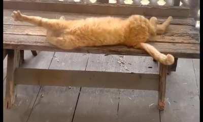 A classic Istanbul cat