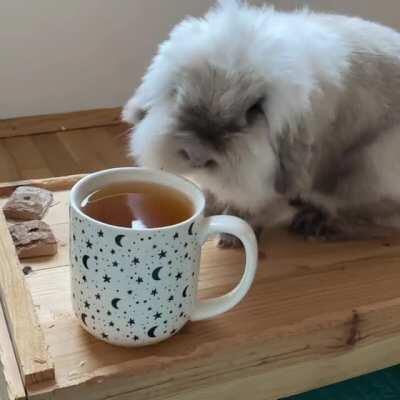 Let’s see how the human’s drink tastes... Oh, it’s horrible!!!