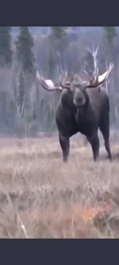 This Moose