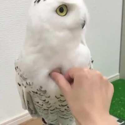 Owl be like: You lookin at the audacity of this motherfucker?