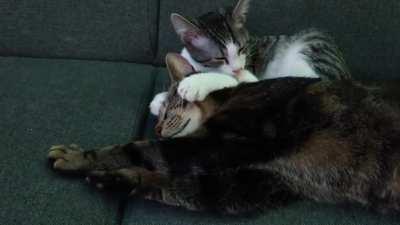 This is just the cutest thing ever