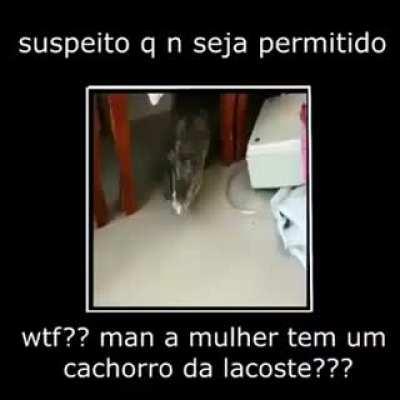 Essa marca de cachorro é agressiva