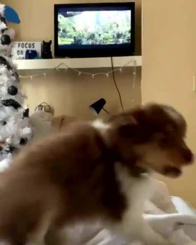 Everybody gangster til there’s a bear on tv