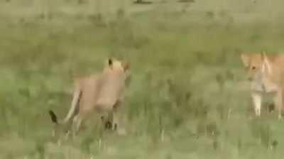 An absolutely furious mongoose