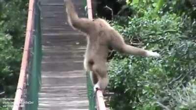 🔥 How this gibbon walks across a bridge