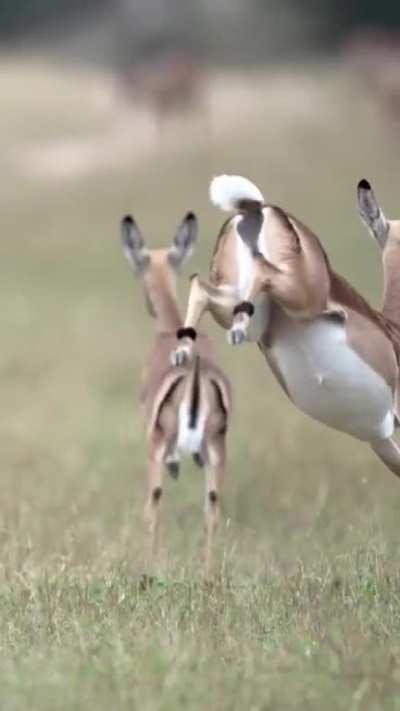 🔥 Acrobatic running of Impalas