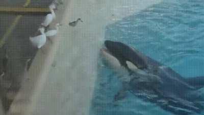 Killer Whale using a fish as bait