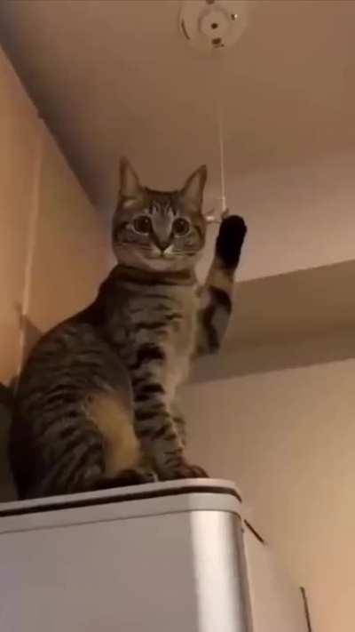 We all have that kind of cat 