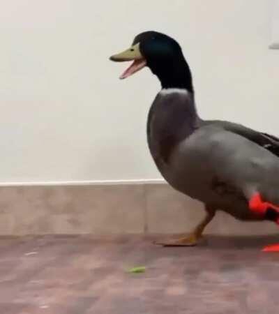 3D printed a prosthetic leg for Waddles.