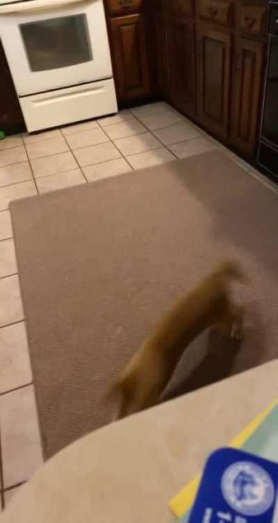 milo likes to throw his toy , finally caught him doing it