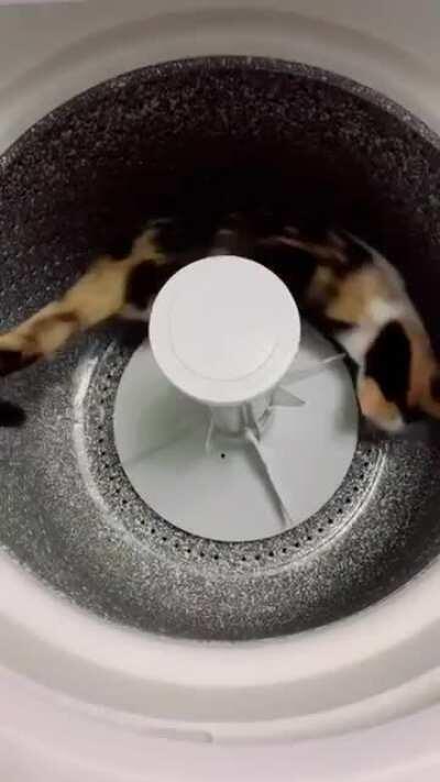 Cat is broken seems to have forgotten how to cat