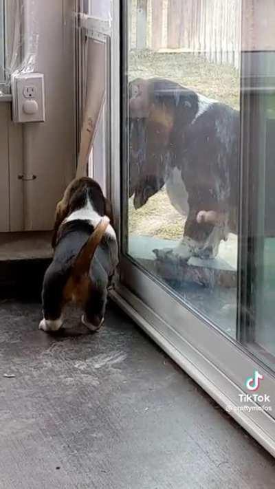 Dog helps his little bro