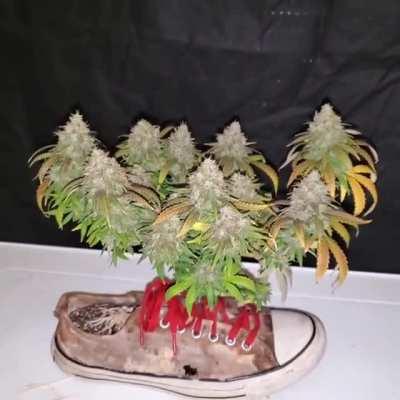 Shes getting the chop soon