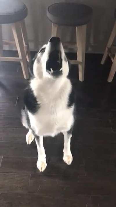 Husky Throws A Temper Tantrum