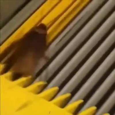 Escaping after violating the rule