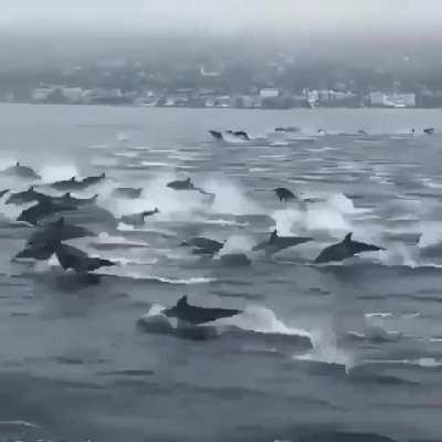 our dolphin people need us