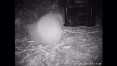 This kiwi bird just found the surprise food box in its enclosure and is so excited about it! From the Orokonui Ecosanctuary in New Zealand
