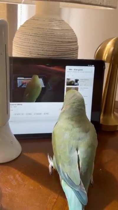 A parrot watching a video of a parrot watching a video