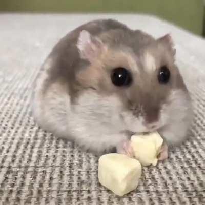 Cute little Vaccum Cleaner 🐹