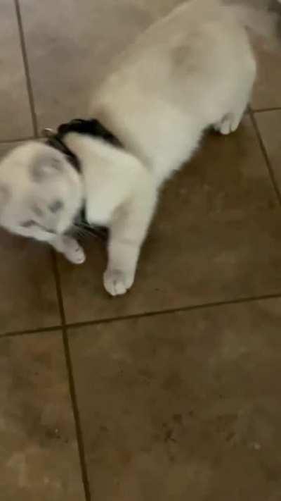 The scream, followed by some drama when her walk was cut short.