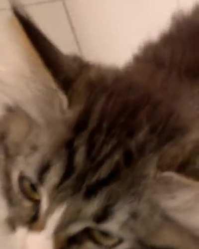 My Siberian kitten has a lot to say!