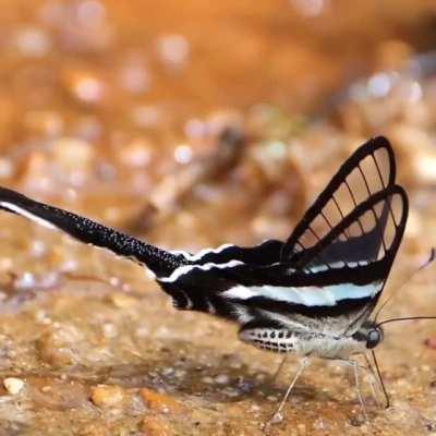 🔥 To float like a Dragontail Butterfly