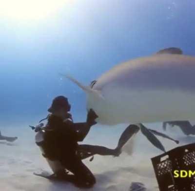 I'm Gonna Eat You! How About I Just Spin You Around on My Hand Instead