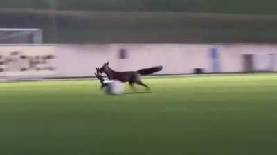 Fox steals a goalkeeper glove and makes a run for it during pre-match training. Expensive heist!