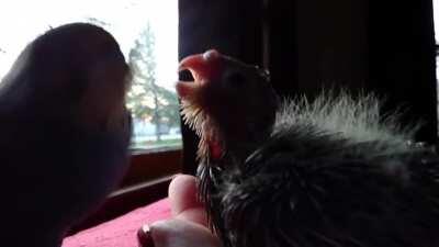 Our budgie always helps raise, feed and groom our newest baby cockatiels. The parents are completely ok with this, and the babies love him.