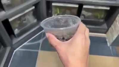 jakertown - Video #8043