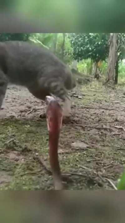 Peace was never an option.