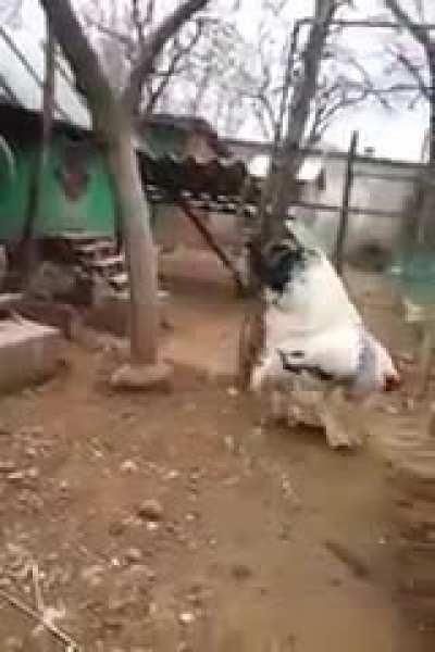 This absolute cock unit