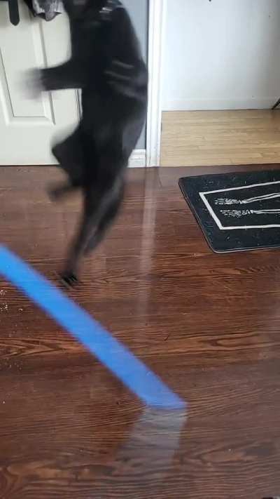Cat going crazy while playing