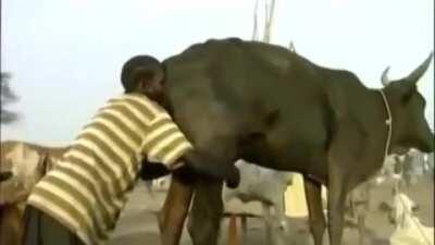 WINST, A man blowing air into a Cow's Vagina