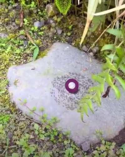 FUN FACT: Superstonk can be seen from space! LFG!