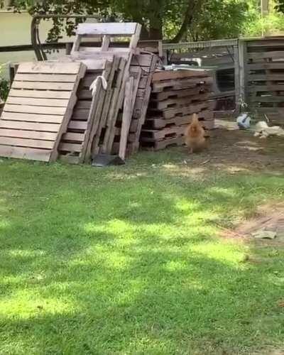 Charade becomes even more cartoonish when the chicken jumps in the air