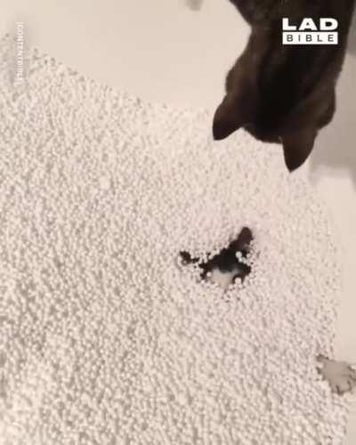 Kitty enjoys playing in the beans.