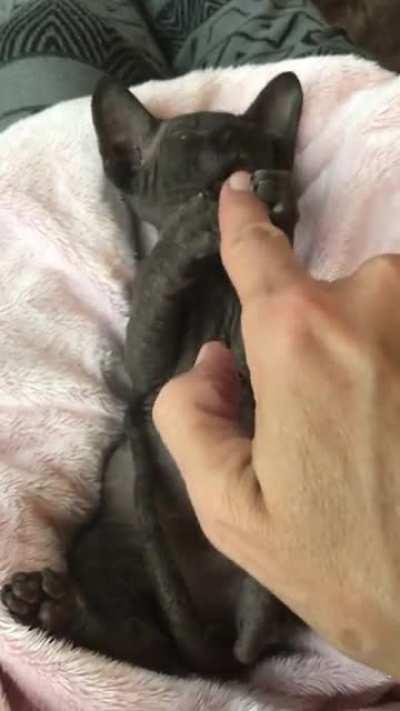 Meet Black Knight my Sphynx kitten. He’s amazing.