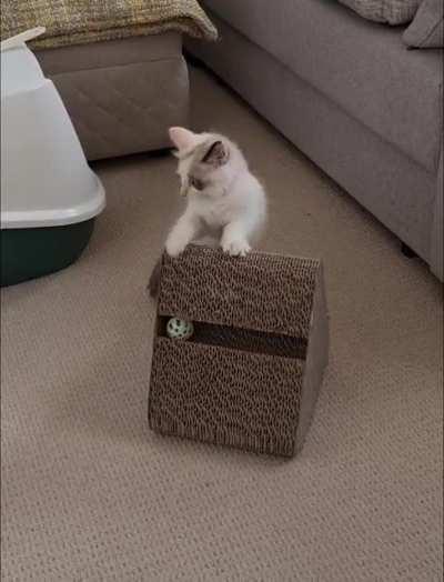 My little talker explaining exactly who spilled the cat milk on the carpet.