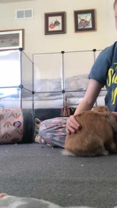 Crouton practicing walking on his back legs!! I’m so proud.