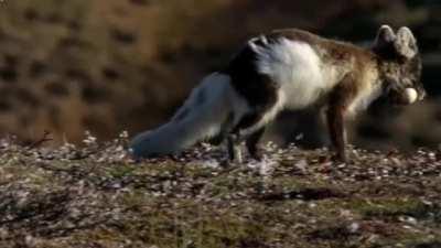 Arctic fox steals egg and deposits an acknowledgement